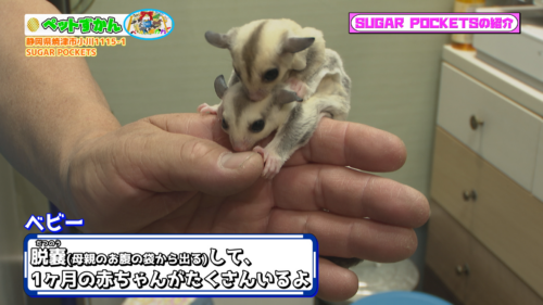 ペットずかん #20「フクロモモンガの飼い方」