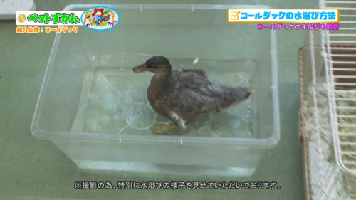 ペットずかん #10 コールダック編