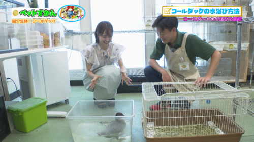 ペットずかん #10 コールダック編