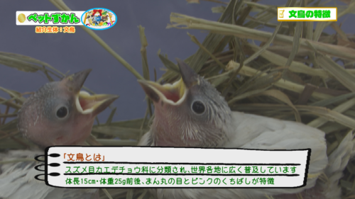 ペットずかん #13 文鳥の飼い方