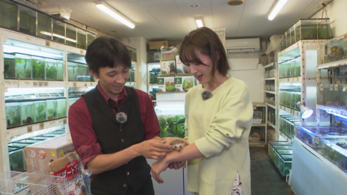 ペットずかん #21「クマノミ・金魚・ハリネズミ」