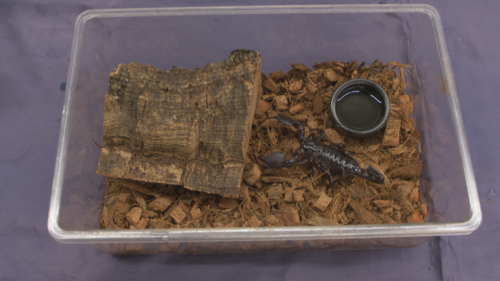 ペットずかん #18 奇蟲（きちゅう）