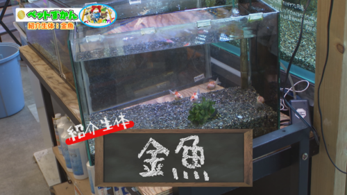 ペットずかん #03 金魚
