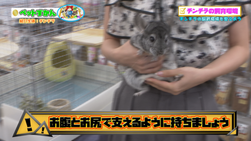 ペットずかん #11 チンチラ編