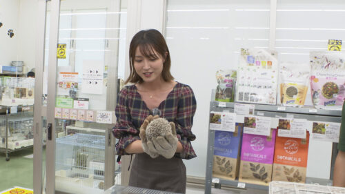 ペットずかん #15 ハリネズミの飼い方