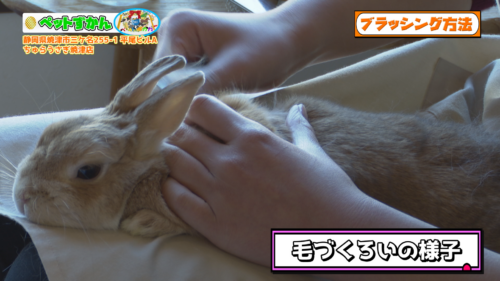 ペットずかん #19 うさぎの飼い方